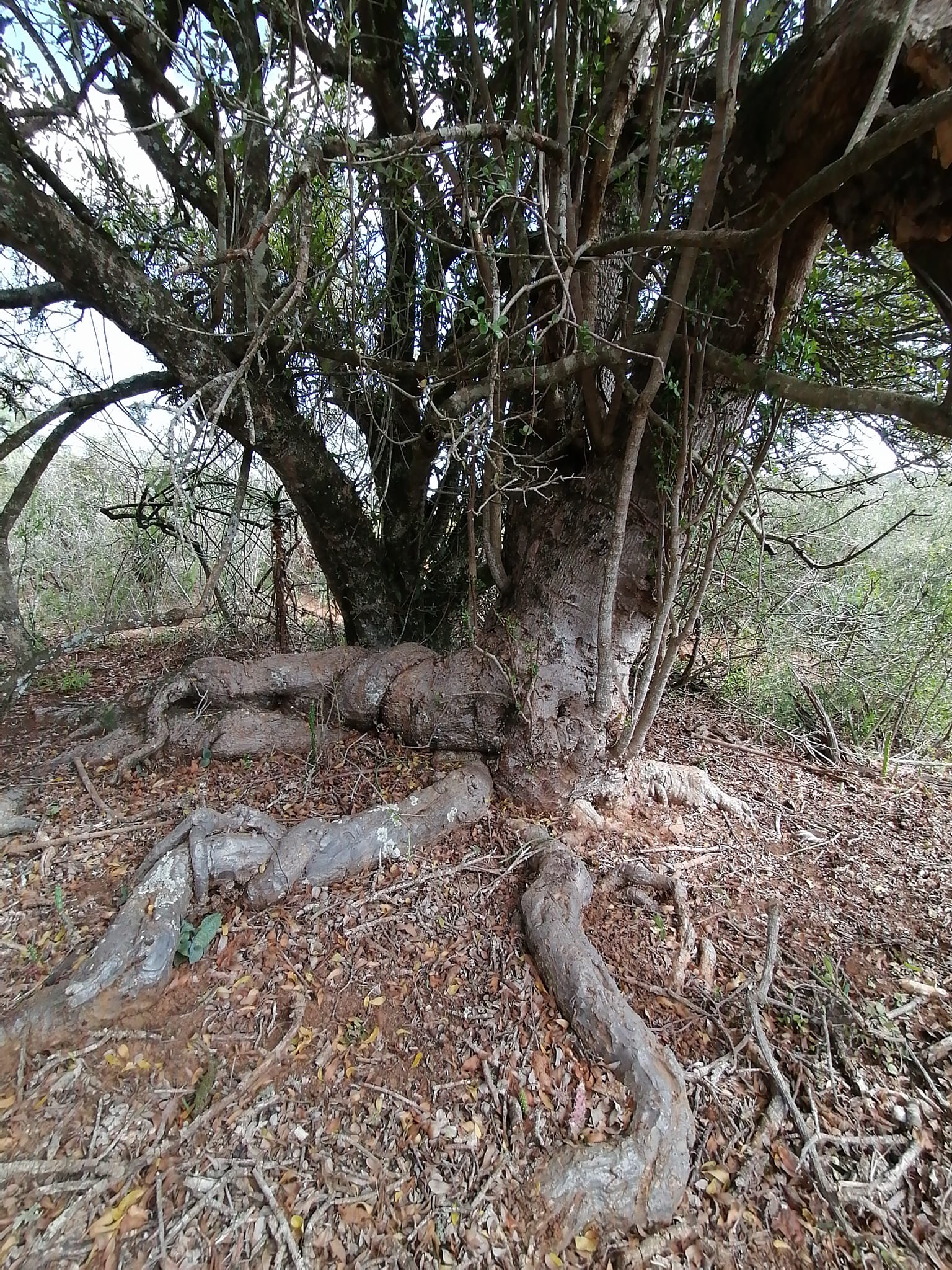 Mammoth Portulacaria afra by Kevin Ulett